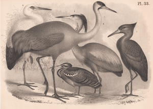 The Hammerhead, The House Stork, The Blue Heron, The Peacock Heron, The Common Crane